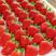 云南四季草莓种植基地，夏季草莓，蒙特瑞，已大量上市