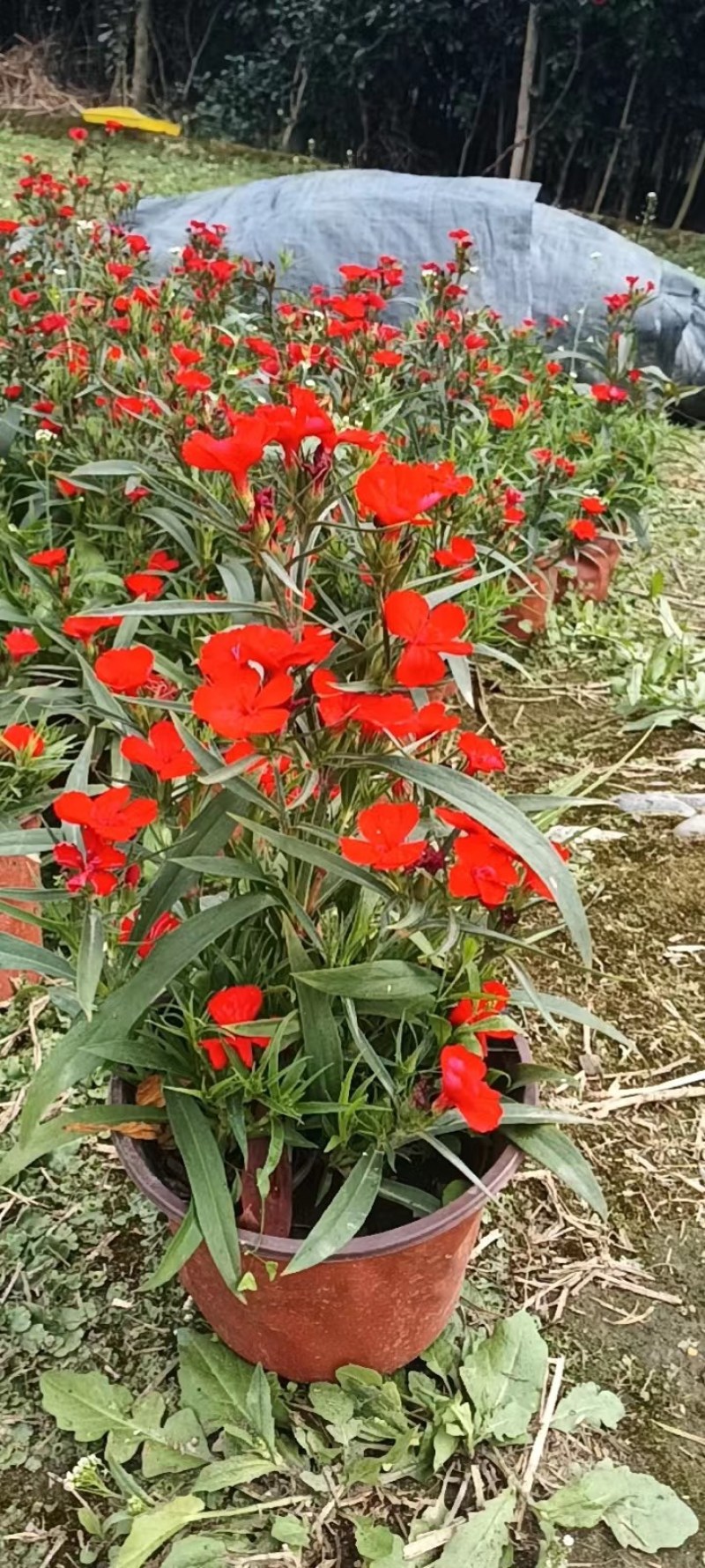 石竹，欧石竹，高杆石竹，花边石竹，玫红石竹，红色石竹