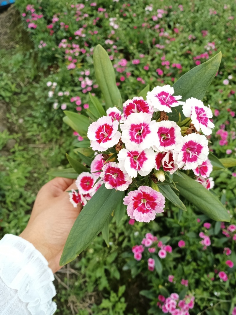 石竹，欧石竹，高杆石竹，花边石竹，玫红石竹，红色石竹