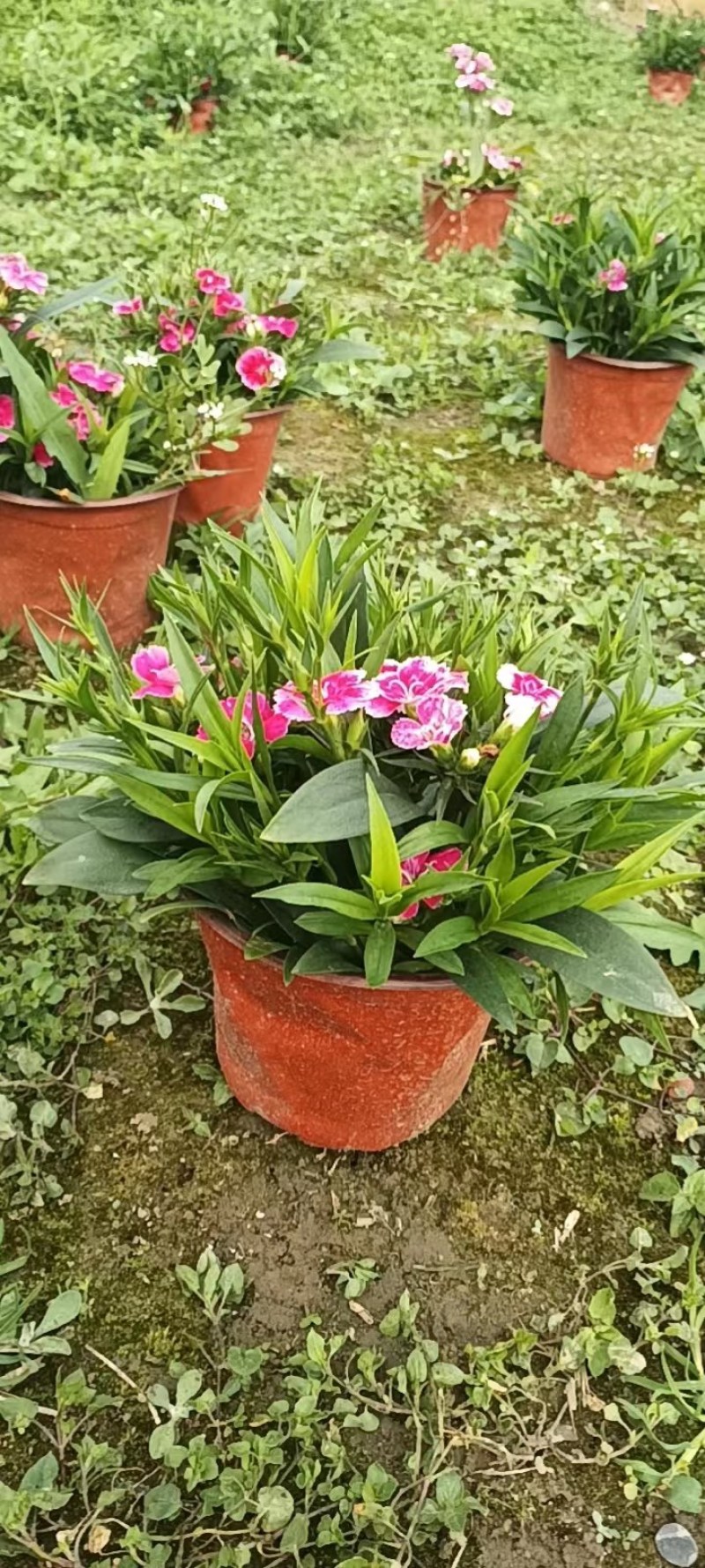 石竹，欧石竹，高杆石竹，花边石竹，玫红石竹，红色石竹