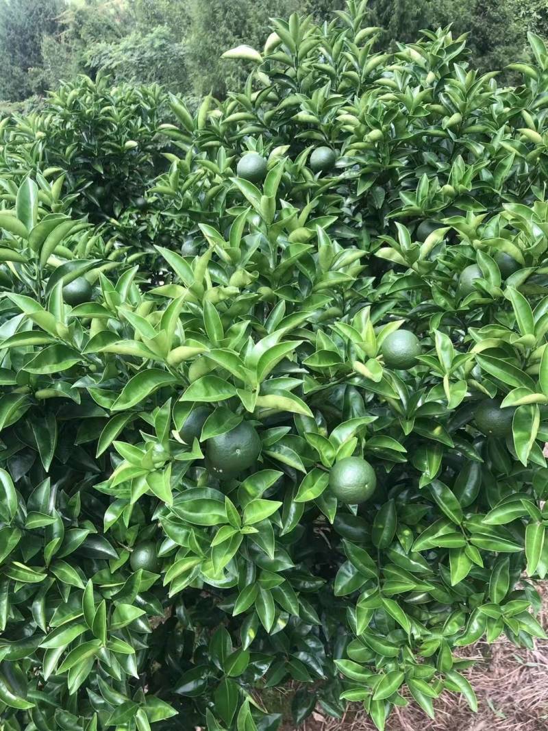 产地高含量川枳壳枳实大量供应，质量保证，欢迎选购