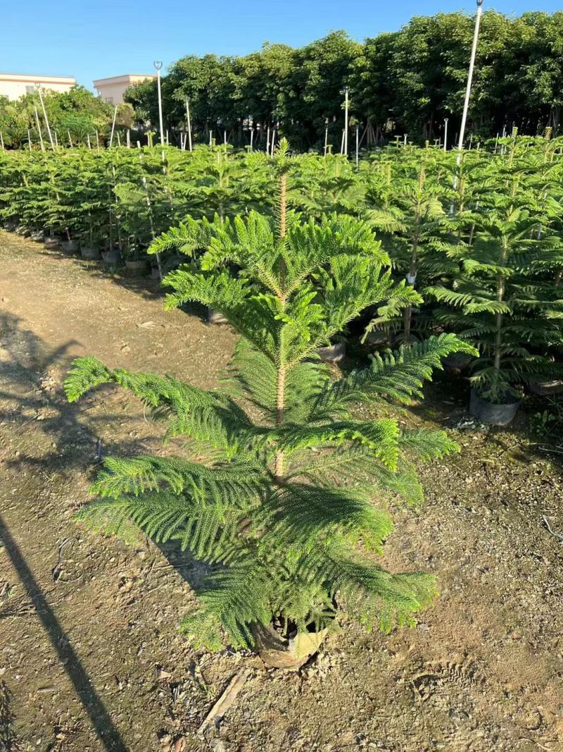 南洋杉