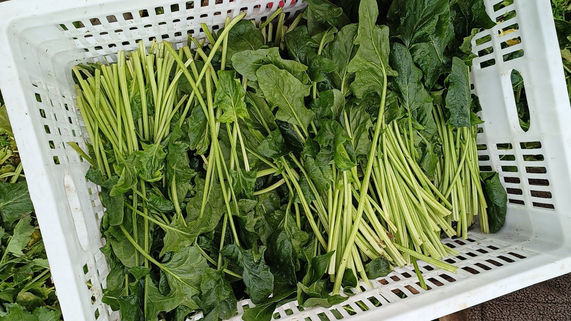 菠菜打成果蔬汁