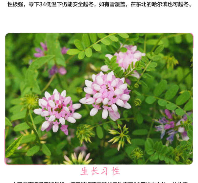 小冠花种子，多年生牧草花卉多变绣球花种籽园林绿化护坡固土