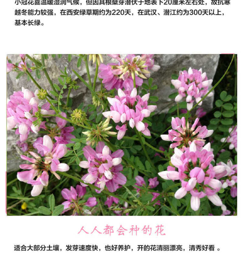 小冠花种子，多年生牧草花卉多变绣球花种籽园林绿化护坡固土