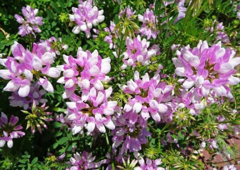 小冠花种子，多年生牧草花卉多变绣球花种籽园林绿化护坡固土