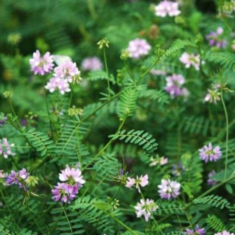 小冠花种子，多年生牧草花卉多变绣球花种籽园林绿化护坡固土