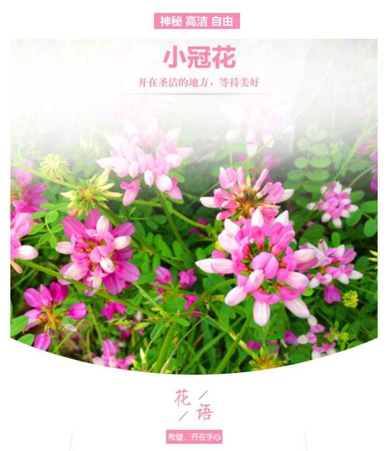 小冠花种子，多年生牧草花卉多变绣球花种籽园林绿化护坡固土