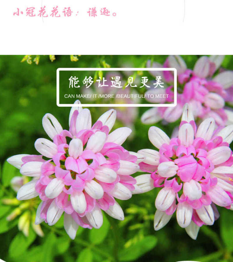 小冠花种子，多年生牧草花卉多变绣球花种籽园林绿化护坡固土