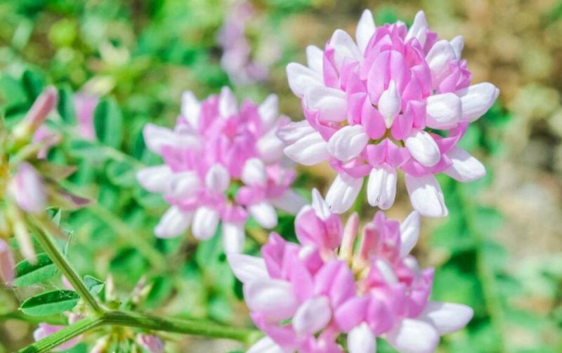 小冠花种子，多年生牧草花卉多变绣球花种籽园林绿化护坡固土