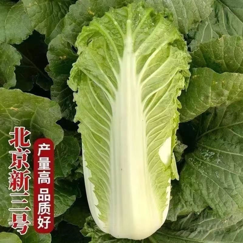 白菜北京3号大量上市价格优惠全国发货欢迎购买
