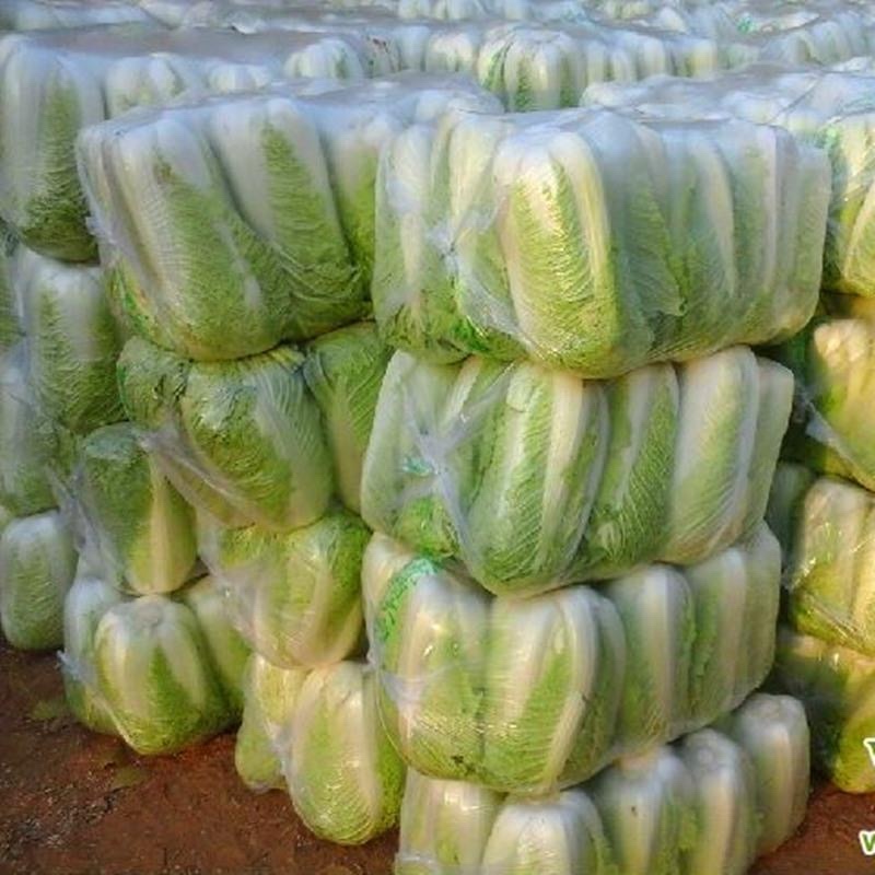 白菜北京3号大量上市价格优惠全国发货欢迎购买