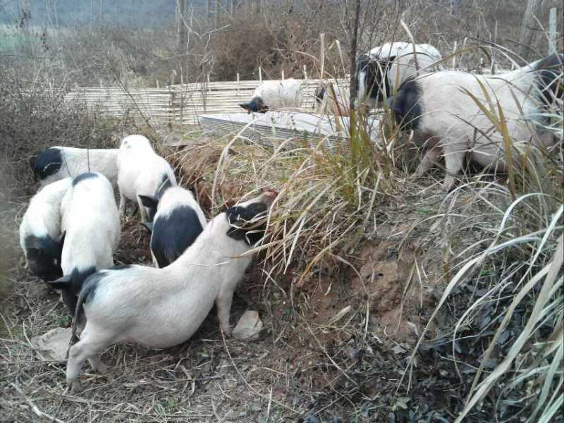 巴马香猪