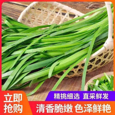 精品韭菜大量货源价格美丽全国发货欢迎咨询选购