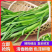 精品韭菜大量货源价格美丽全国发货欢迎咨询选购