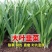 精品韭菜大量货源价格美丽全国发货欢迎咨询选购