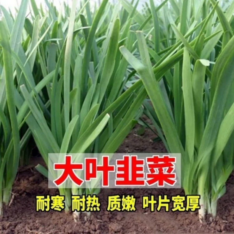 精品韭菜大量货源价格美丽全国发货欢迎咨询选购