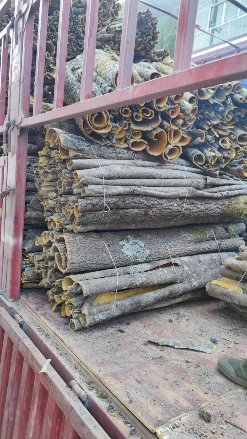 川黄柏带皮个子鲜货干货产地直供精品老树黄柏皮
