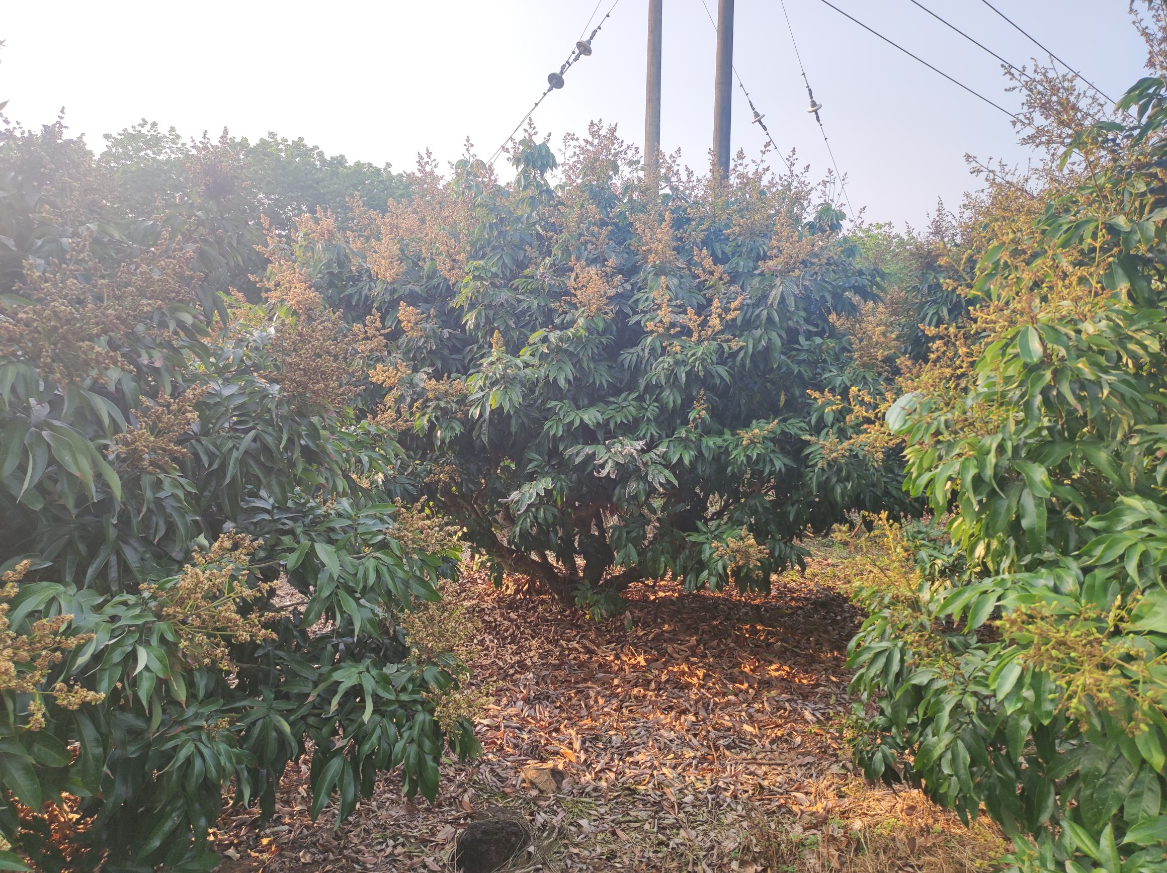 妃子笑荔枝与拼音标注