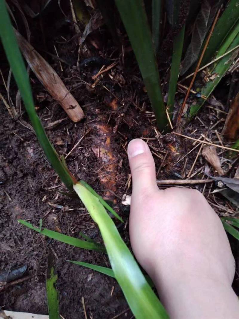 宽叶红心石菖蒲种苗稳定供应基地直发货源稳定收购石菖蒲干货