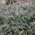 宽叶红心石菖蒲种苗稳定供应基地直发货源稳定收购石菖蒲干货