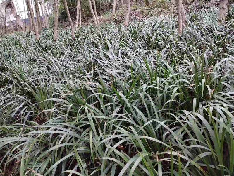 宽叶红心石菖蒲种苗稳定供应基地直发货源稳定收购石菖蒲干货