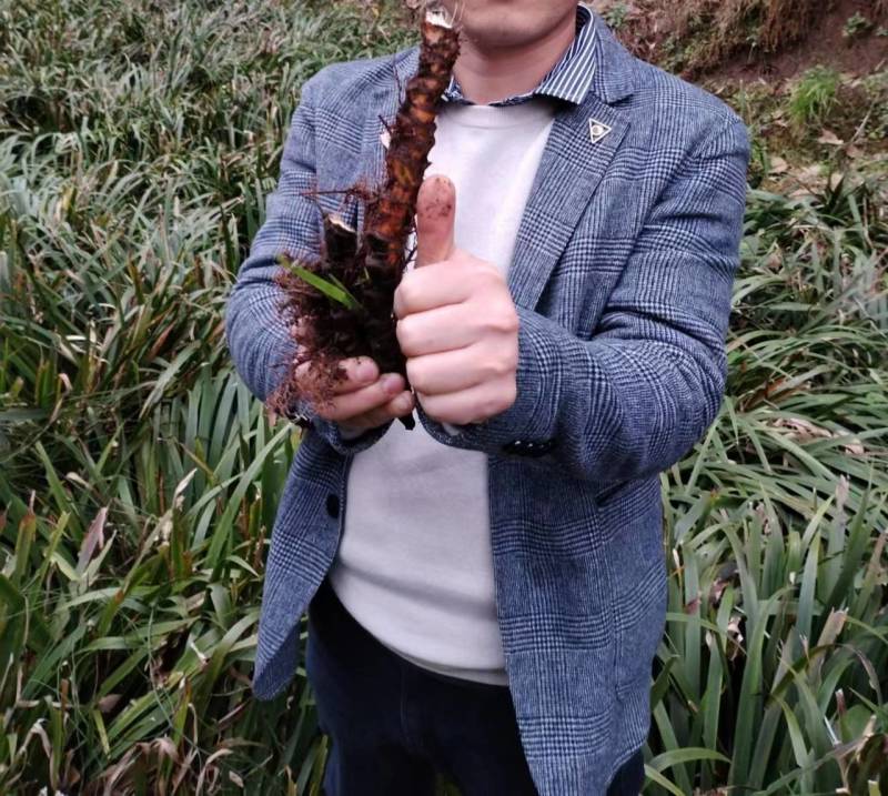 宽叶红心石菖蒲种苗稳定供应基地直发货源稳定收购石菖蒲干货
