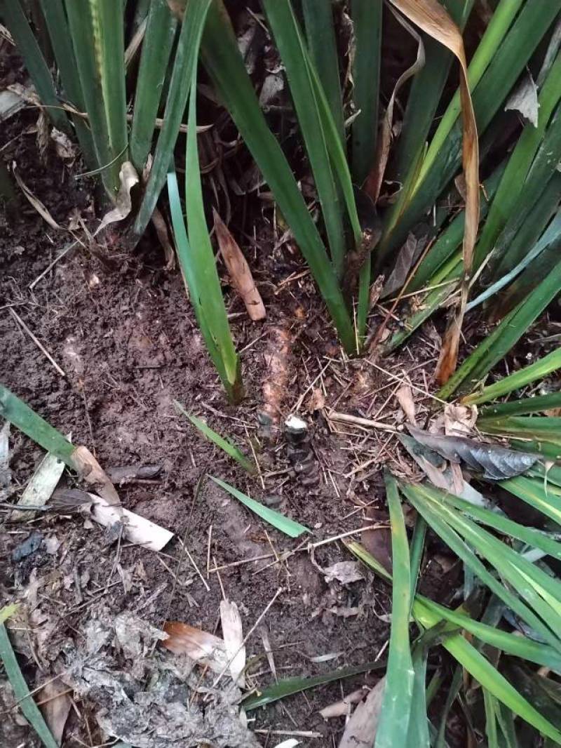 宽叶红心石菖蒲种苗稳定供应基地直发货源稳定收购石菖蒲干货