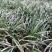 宽叶红心石菖蒲种苗稳定供应基地直发货源稳定收购石菖蒲干货