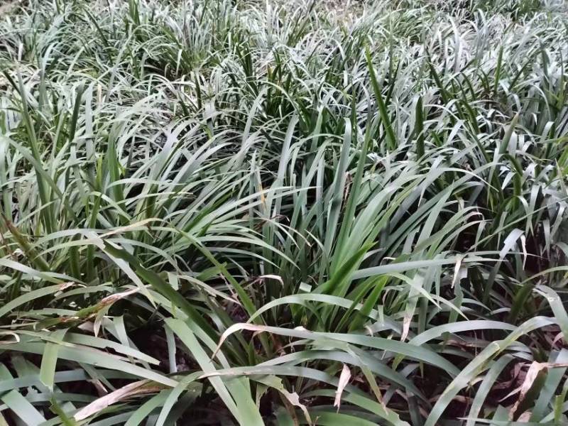 宽叶红心石菖蒲种苗稳定供应基地直发货源稳定收购石菖蒲干货