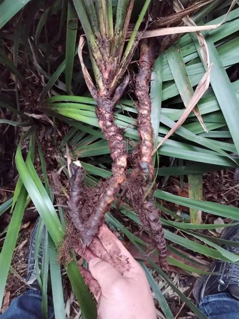 宽叶红心石菖蒲种苗稳定供应基地直发货源稳定收购石菖蒲干货