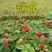 蛇莓种子，驱蚊植物种子蛇泡草野杨梅蛇果草种庭院工程绿化种