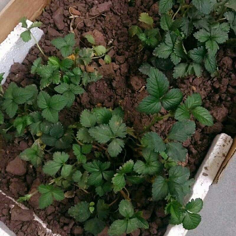 蛇莓种子，驱蚊植物种子蛇泡草野杨梅蛇果草种庭院工程绿化种