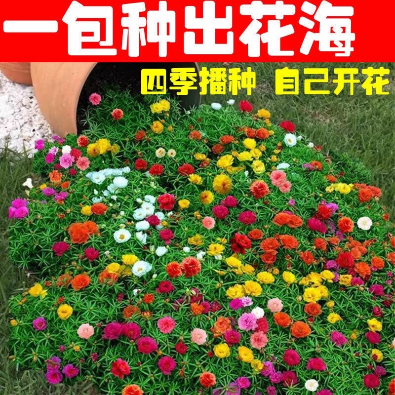 重瓣太阳花种子易活室外庭院花园网红冻不死花籽四季开花
