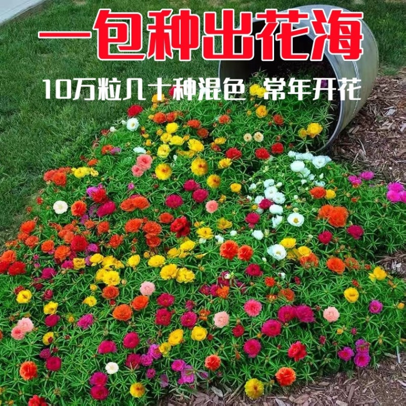 重瓣太阳花种子易活室外庭院花园网红冻不死花籽四季开花