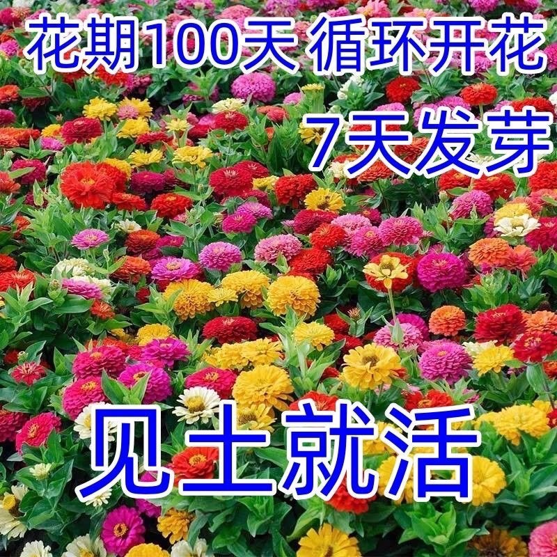 重瓣太阳花种子易活室外庭院花园网红冻不死花籽四季开花