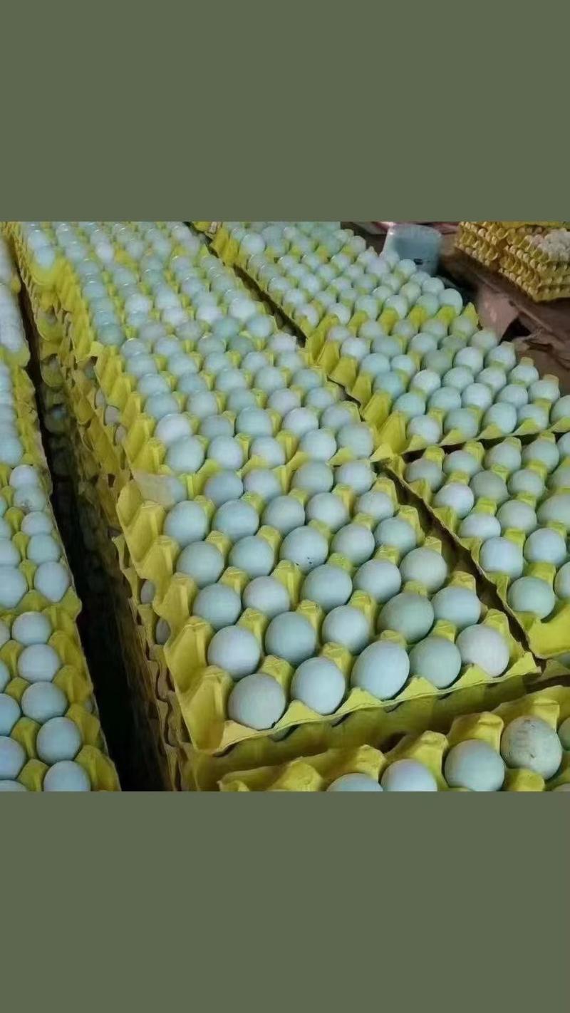 黑凤鸡高产绿壳种蛋一手货源口感佳营养价值高支持全国发货