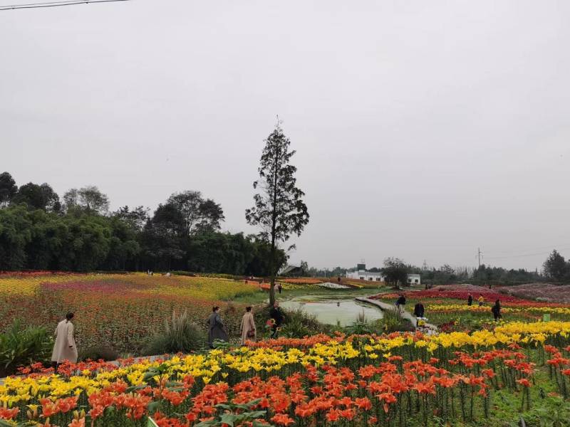 百合种球，百合花，耐寒花卉.质量保证.基地直销欢迎采购