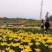 百合球，亚洲百合，耐寒花卉.质量保证.基地直销欢迎采购