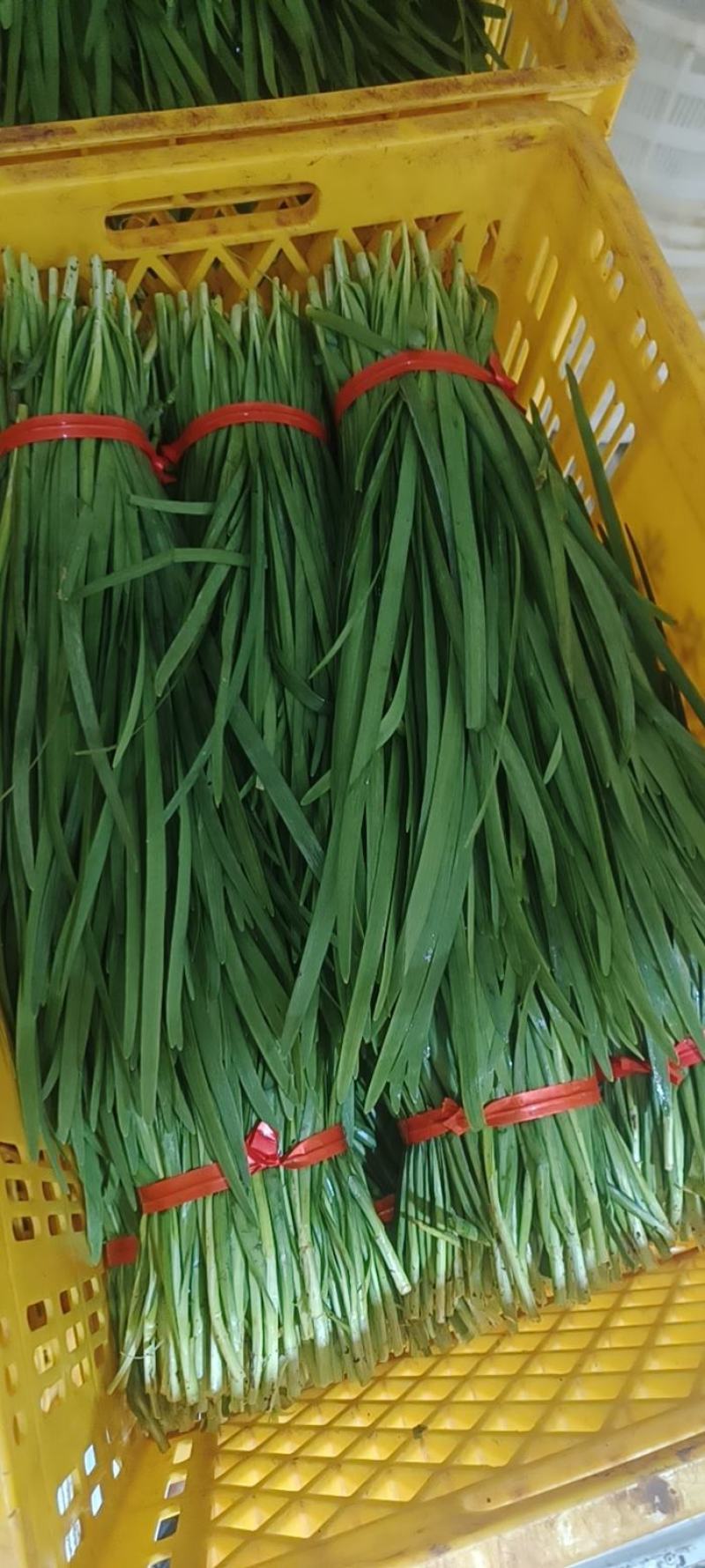 精品韭菜鸿达农业，泡沫箱散装纸箱都有货源充足欢迎咨询