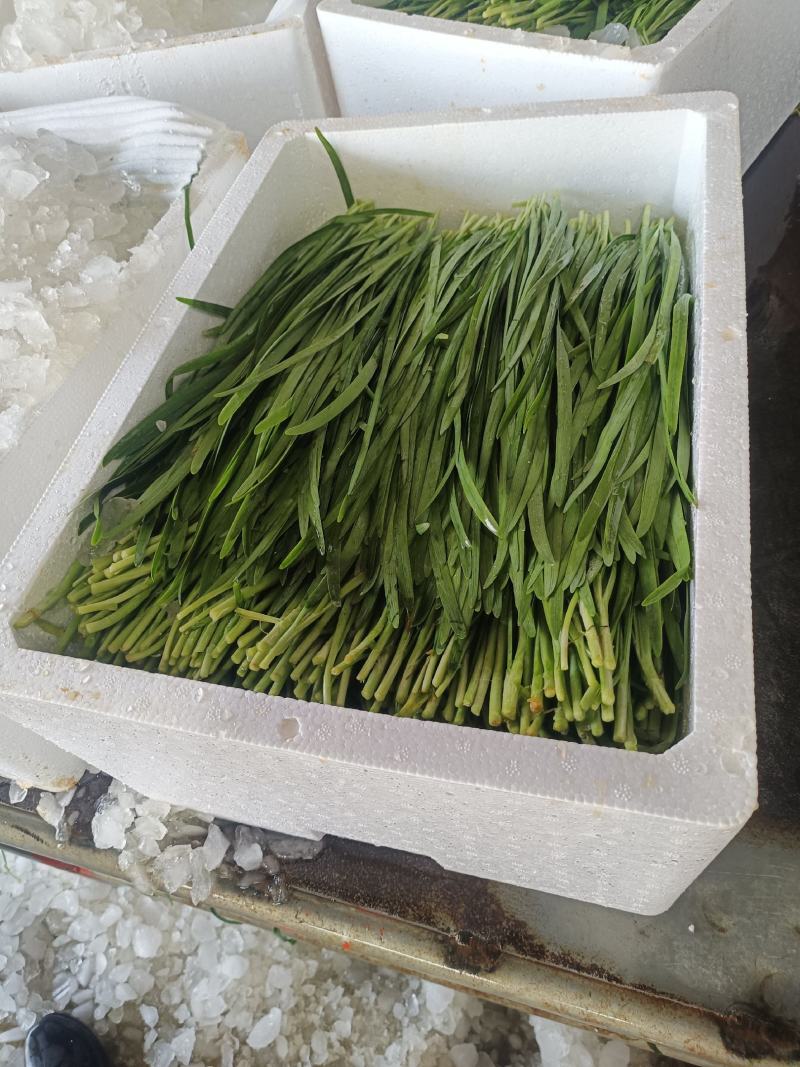 精品韭菜鸿达农业，泡沫箱散装纸箱都有货源充足欢迎咨询