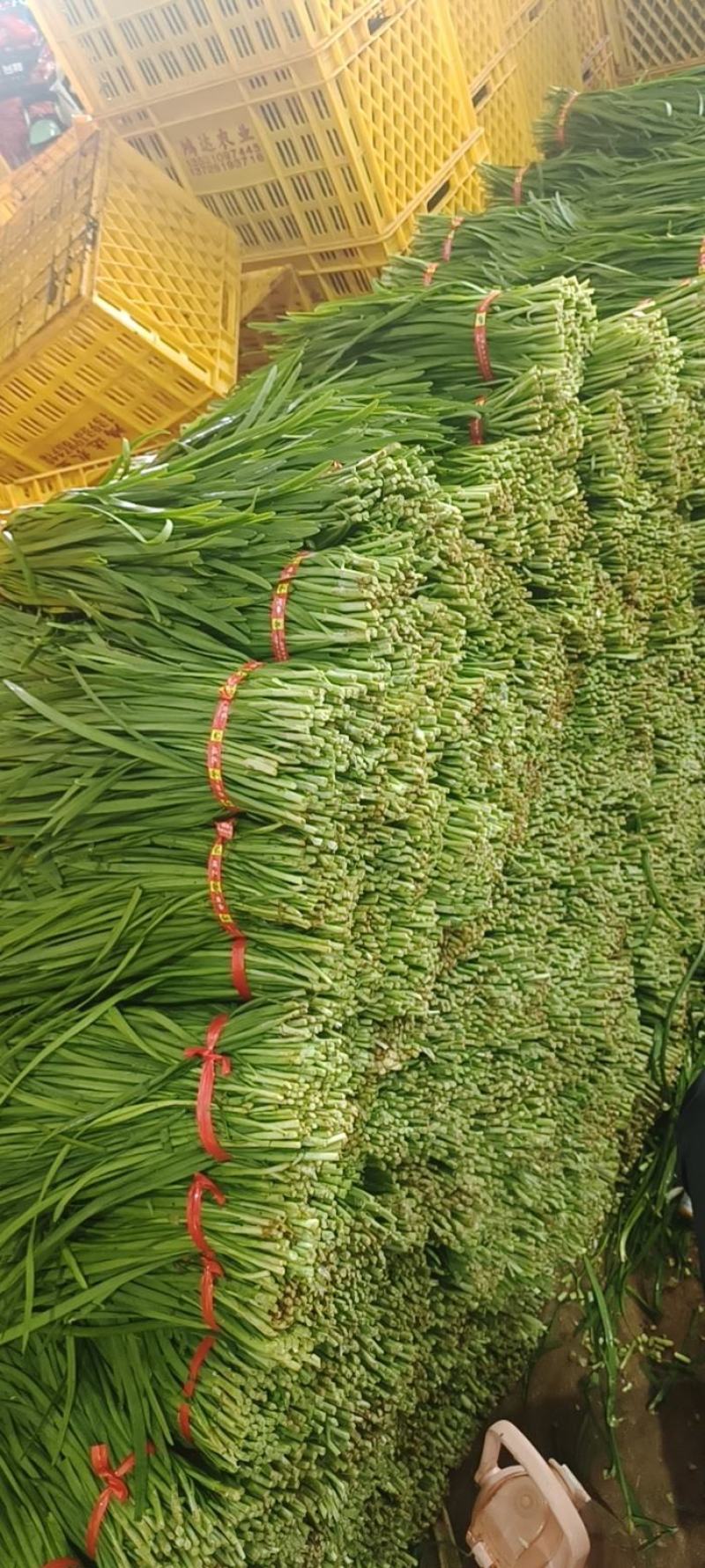 精品韭菜鸿达农业，泡沫箱散装纸箱都有货源充足欢迎咨询