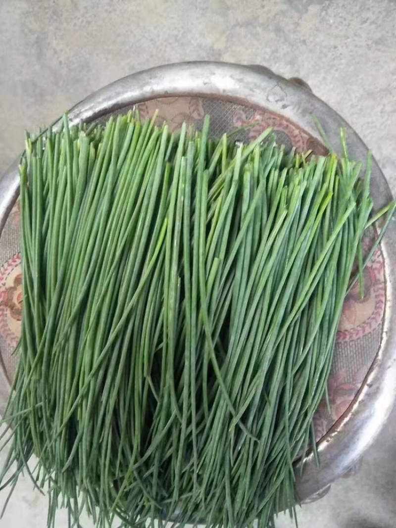 沙葱，精品沙葱，甘肃沙葱，品质保证，全年有货全国发货