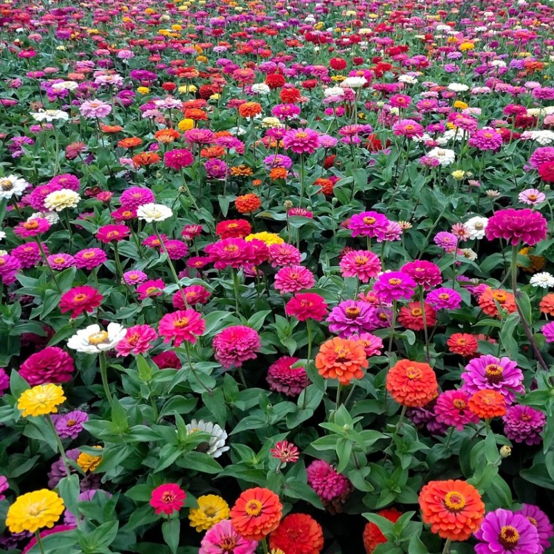 百日草花种子混色百日菊花籽四季开花易活花种子庭院