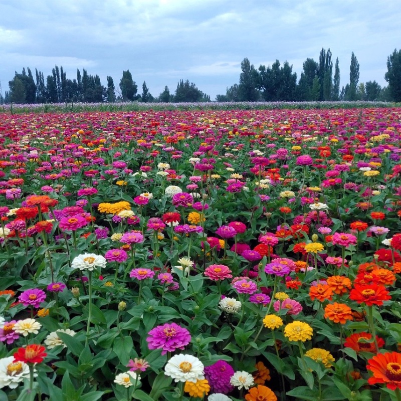 百日草花种子混色百日菊花籽四季开花易活花种子庭院