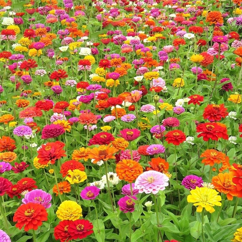 百日草花种子混色百日菊花籽四季开花易活花种子庭院