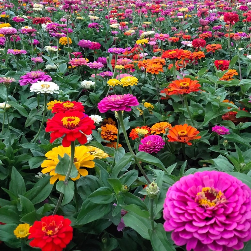 百日草花种子混色百日菊花籽四季开花易活花种子庭院
