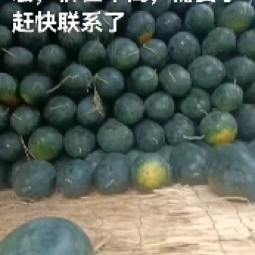 黑美人西瓜，沙地种植，瓜行整，口感好，含糖量高