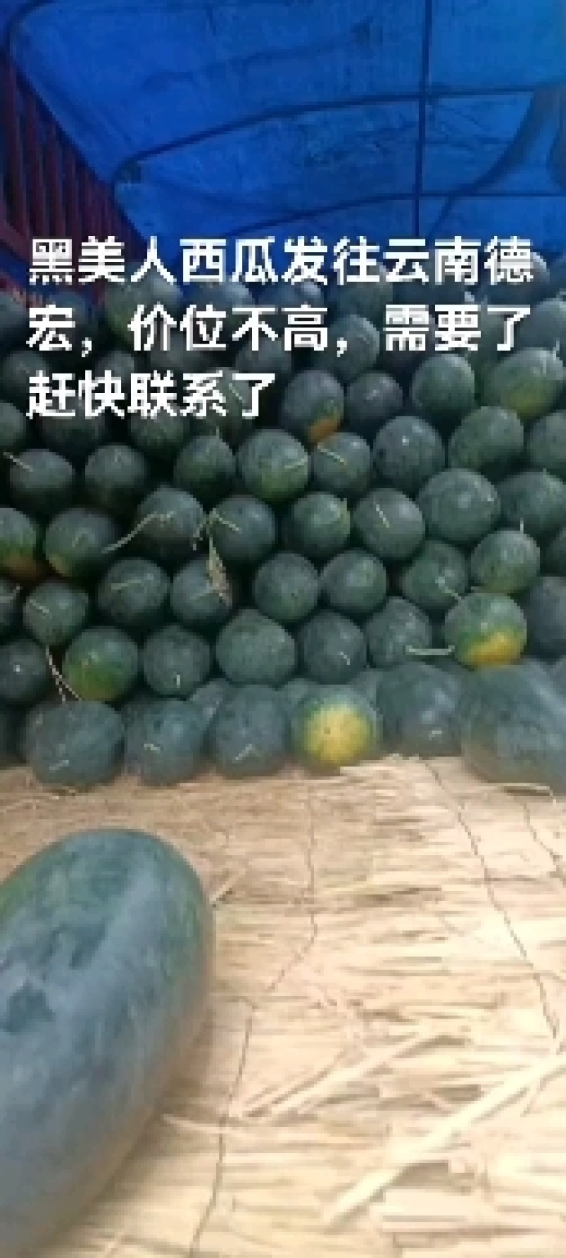 黑美人西瓜，沙地种植，瓜行整，口感好，含糖量高