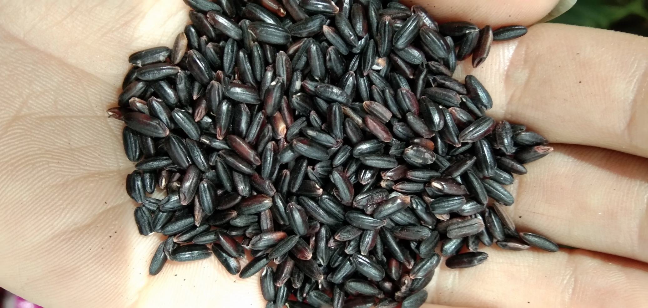 黑玛卡与健康生活方式结合示意图